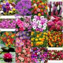 Wild Garden Flowers Herb Seeds Borage INC FREE SEED OFFER see desc