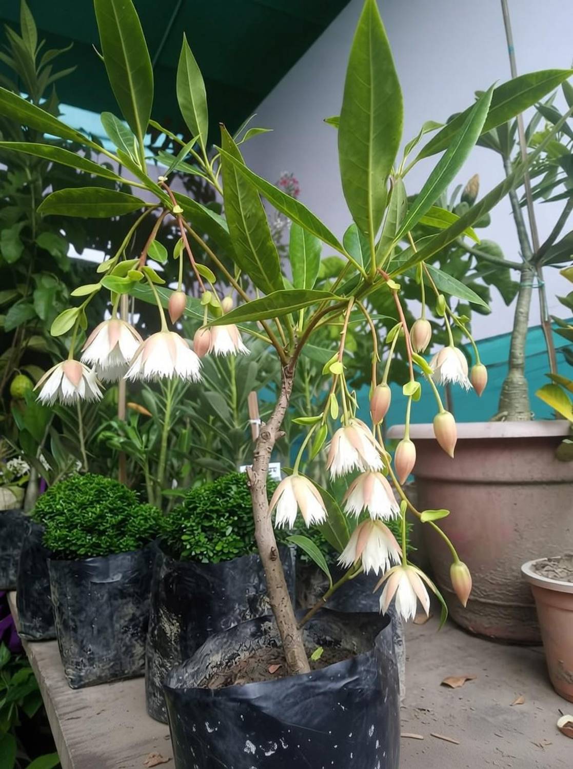 Ukanda Rudraksha Plant - Image 2