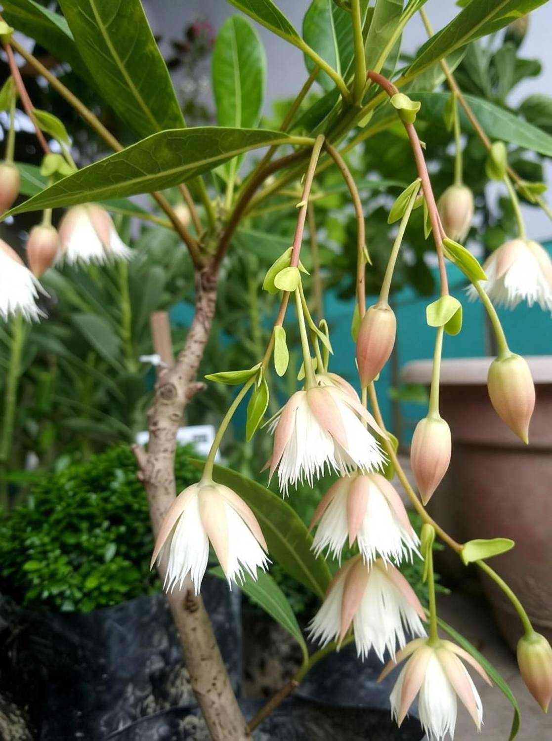 Ukanda Rudraksha Plant - Image 3