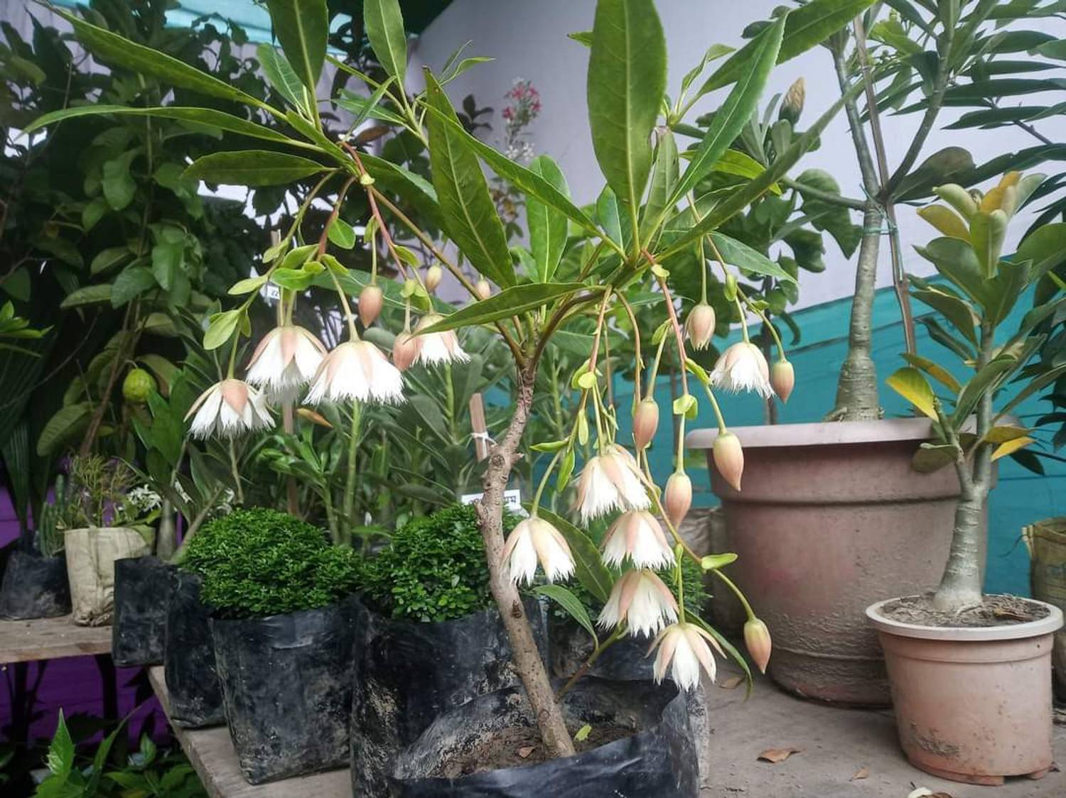 Ukanda Rudraksha Plant - Image 4