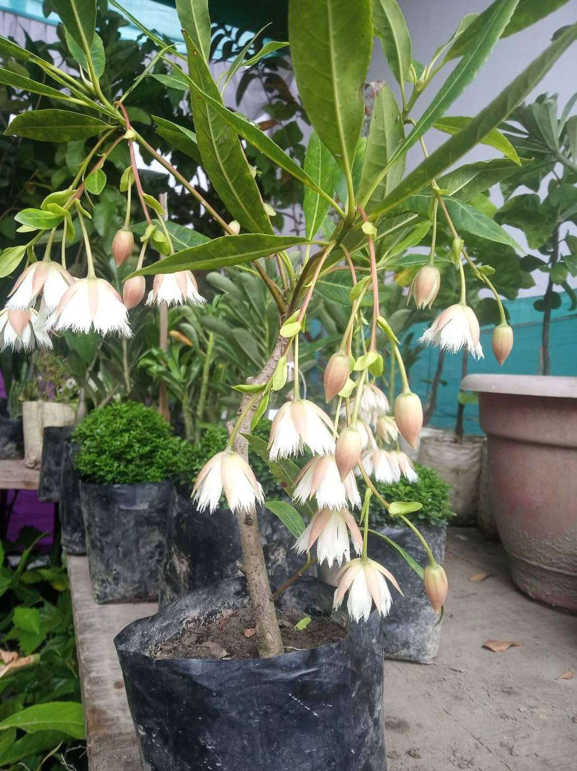 Ukanda Rudraksha Plant - Image 5