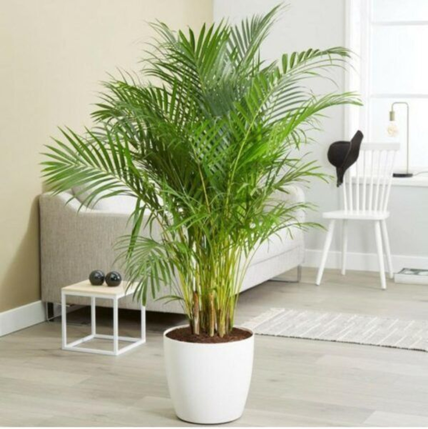 AGRODUCTD Areca Palm