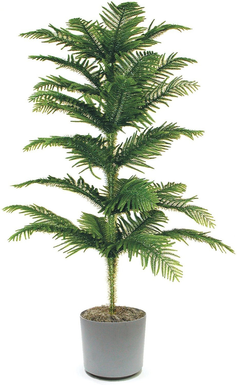 AloGardening Christmas Tree Plant