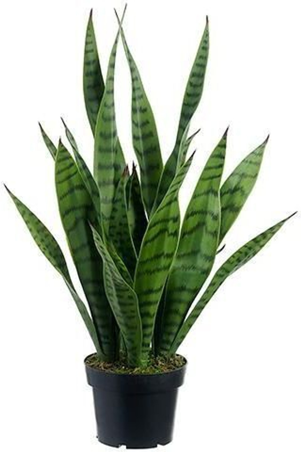 AGRODUCTD Snake Plant