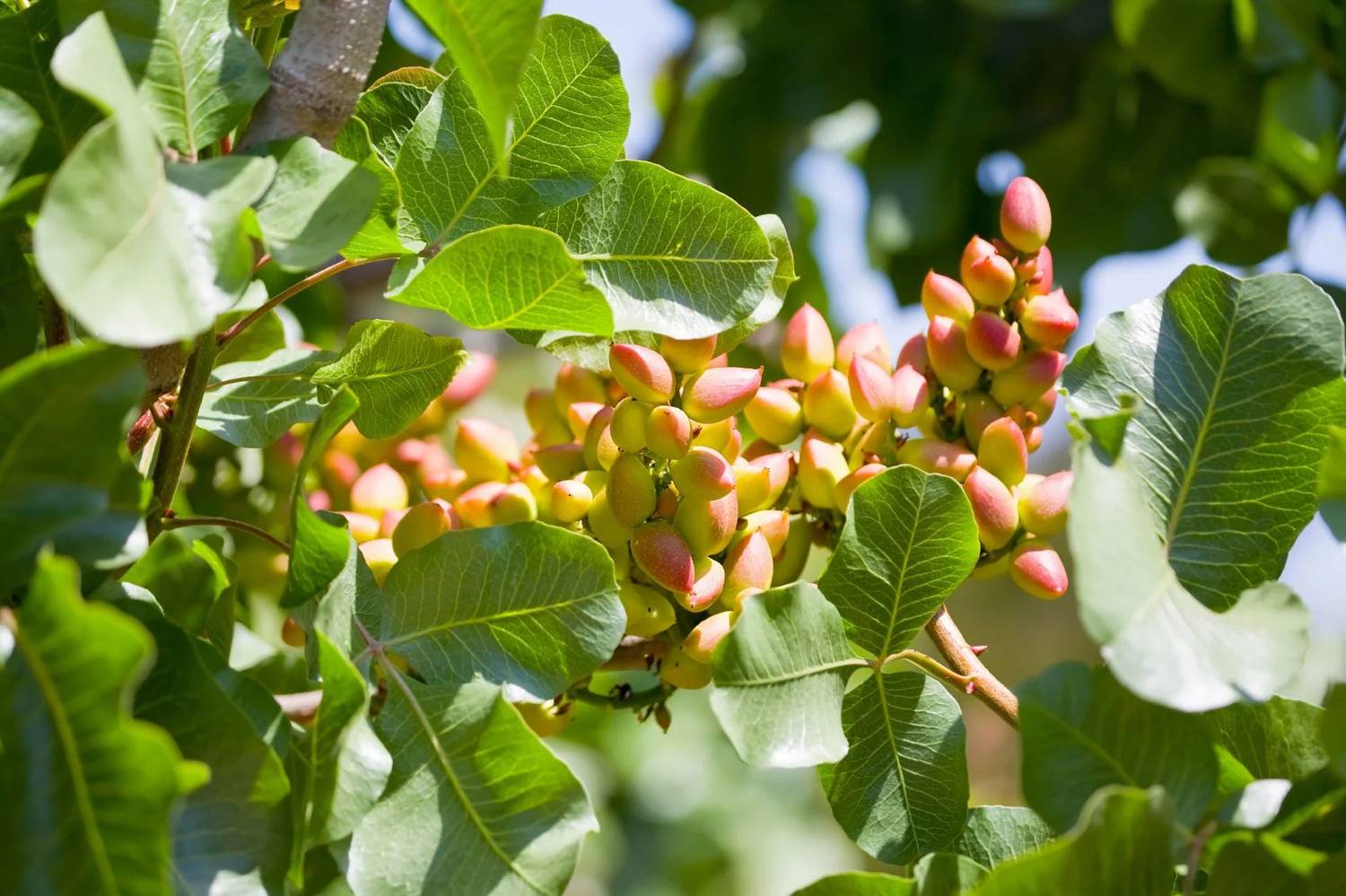 chinese holly plant Dwarf Chinese Holly