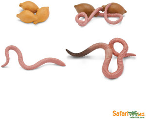 Safari Ltd So Life Cycle Of A Worm - So Life Cycle Of A Worm . Buy Worm ...