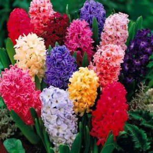 300Pcs New Real Hyacinth Seeds Easy To Grow Mixed Color Flower Seeds Home Garden