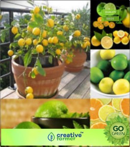 Thai Key Lime bio Graines Citrus aurantifolia Citron Graines Graines Fruits 20PCS 