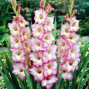 Meadows Gladiolus flower bulbs Light 