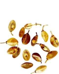 Indian Olibanum Seeds Indian Frankincense Tree Seeds Boswellia Serrata Seeds