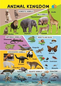 Animal Kingdom Informative Poster For kids Paper Print - Animals posters in  India - Buy art, film, design, movie, music, nature and educational  paintings/wallpapers at 