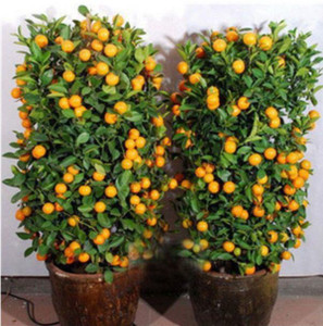 VS GLOBAL bonsai imported mandarin orange potted plant(20 per