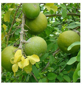 MODERN PLANT Bel Plant Price in India Buy MODERN PLANT Bel Plant