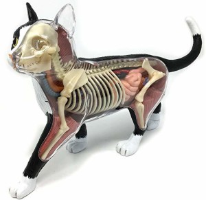 4D Master Vision Cat Skeleton & Anatomy Model Kit 