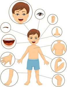 body parts learning charts for kids premium poster for kids room(no ...