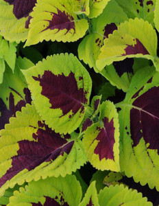Navya germination Coleus Leafy Beautiful Kong Lime Sprite Leafy Seeds