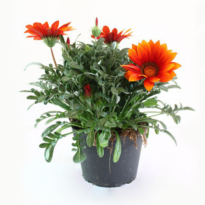 NurseryNature Gazania/African Daisy Plant Price in India - Buy