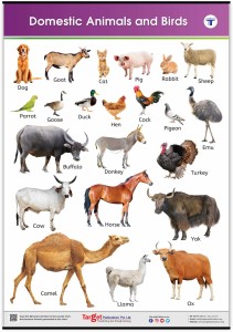 Target Publications Jumbo Domestic Animals and Birds Chart for Kids | Learn  about Pet & Tame Animals and Birds at Home or School with Educational Wall  Chart for Children | ( x