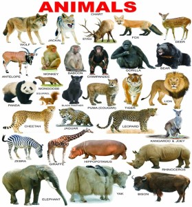 voorkoms 12 cm Animals Name 3D Sign 12x18 inch Sheet Digital Print Wall  Sticker for School Removable Sticker Price in India - Buy voorkoms 12 cm  Animals Name 3D Sign 12x18 inch