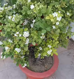 MiracleGarden Madhu Kamini Plant Price in India - Buy MiracleGarden