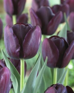 10 x Queen of the Night Bulbes Size 10/11 Humphreys Garden Tulip Tulipe Bulbes 