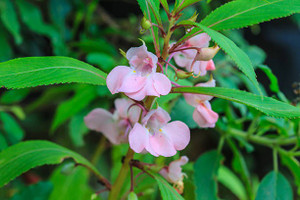 Splorias Garden Balsam Mixed Seed Price in India - Buy Splorias Garden