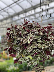 Trothic Turtle Vine Plant Price in India - Buy Trothic Turtle Vine ...