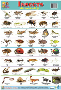 NON TERBLE PLASTIC CHART OF INSECT: Buy NON TERBLE PLASTIC CHART OF INSECT  by MEHTA GRAPHICS at Low Price in India | Flipkart.com