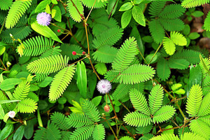 Green World CHUI MUI BEEJ / MIMOSA PUDICA / LAJWANTI / SHAME PLANT