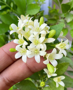 Click to purchase Madhu Kamini Plant Price in India - Buy Click to