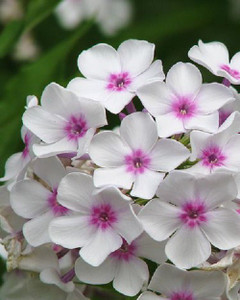 GARDENIFY INDIA PHLOX FLOWER Seed Price in India - Buy GARDENIFY INDIA