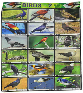 AFH 22 cm Indian Birds Project Chart Sticker Pack of 2 Educational ...