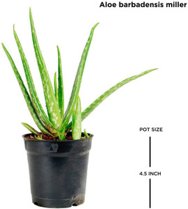 The Nursery Aloe Vera Plant Price in India Buy The Nursery Aloe Vera