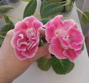 SIDDHI VINAYAK GALLERY Gloxinia Flower Bulbs Paeonia suffruticosa ...