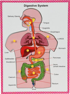 GKids Wooden Parts of Body Digestive System With Picture Tray Jigsaw ...