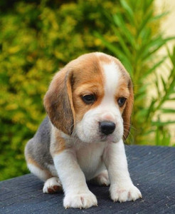 Buy shop pocket beagle