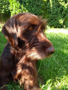 Cute Pudelpointer Dog Multicolour Poster PhotoPrint Print Photographic