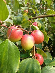 PlantQuipo Ber Apple Plant Price in India - Buy PlantQuipo Ber Apple