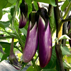 Mozette Brinjal purple long plant Seed Price in India - Buy Mozette ... Mozette Brinjal purple long plant Seed Price in India - Buy Mozette ...