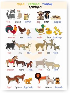 Male - Female - Young | Poster for Kids Learning, Kindergarten | Paper  Print Paper Print - Animals posters in India - Buy art, film, design,  movie, music, nature and educational paintings/wallpapers at 