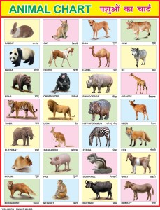 English Hindi Animals Chart For Kids | 28x40Inch (70x100cm)| Laminated  chart | Waterproof and Non tearable Wall Chart. Paper Print - Educational  posters in India - Buy art, film, design, movie, music,