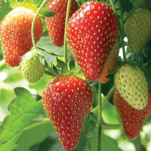 WILLVINE Giant Strawberry Seeds, Sweet 