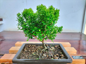 Greenery Nursery Madhu Kamini Plant Price in India - Buy Greenery