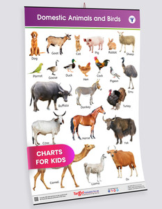 Kids Learning Wall Chart | Domestic Animals & Birds Chart | Chart For ...