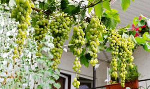 angur Grapes Plant Price in India - Buy angur Grapes Plant online at