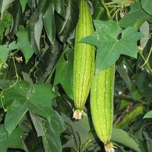 RUKDA Sponge Gourd, Satputia, Gilki, Turai Seeds - Pack of 50 Seed