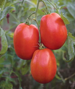VibeX ® XLR-183 SuperSauce' Large Red Paste Tomato Seed Price in