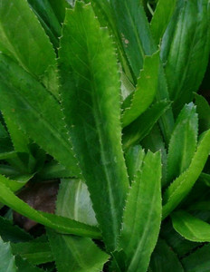 Greenery Nursery Coriander Plant Price in India - Buy Greenery Nursery ...
