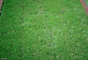 NATURAL LIVE Doob Grass Seed Seed Price in India - Buy NATURAL LIVE