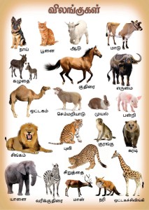 Animals Chart in Tamil Fine Art Print - Educational posters in India - Buy  art, film, design, movie, music, nature and educational  paintings/wallpapers at 